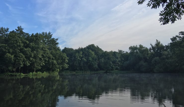 Las Dębiński o poranku