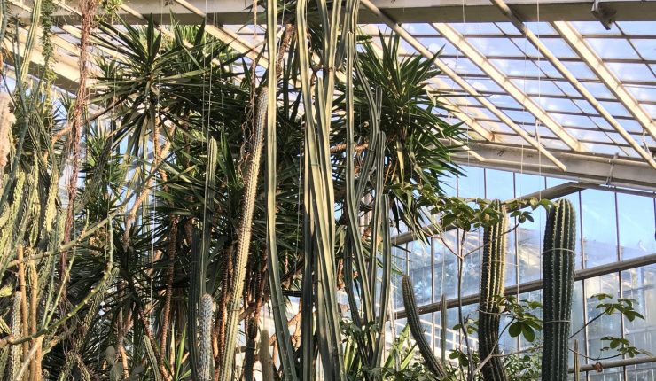 Palmiarnia Poznańska