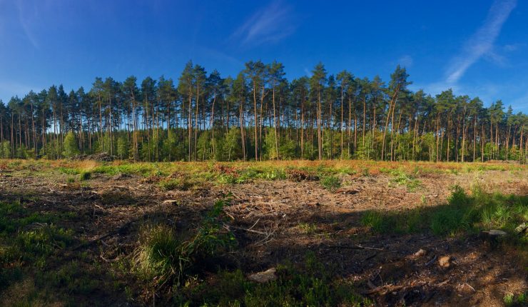 Las na weekend – Rogaliński Park Krajobrazowy z dala od Warty