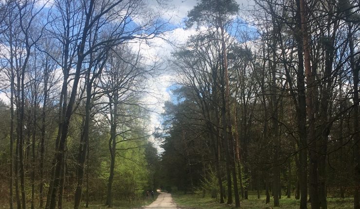 Trekking na Weekend – Lasy Czerniejewa