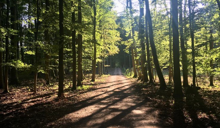 Las na weekend – Puszcza Zielonka z Tuczna nr 1