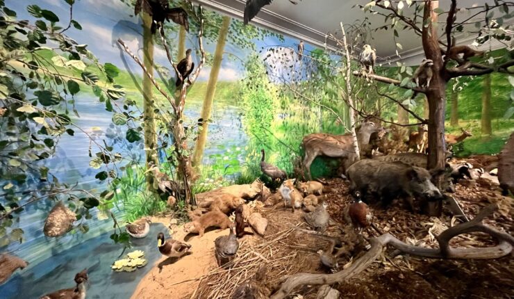 Centrum Edukacji Ekologicznej Wielkopolskiego Parku Narodowego – warto?